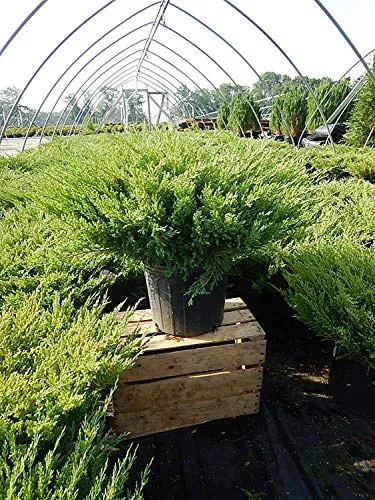 Compact Andorra Juniper